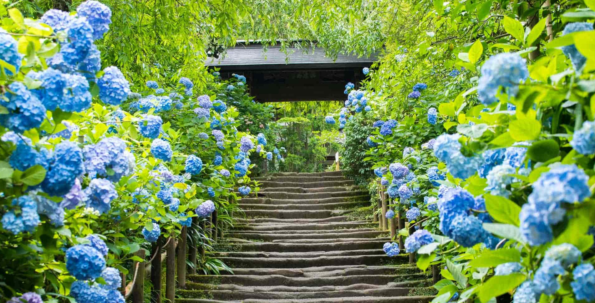 Treppe zum Meigetsu-Tempel in Kamakura (Japan Digest)