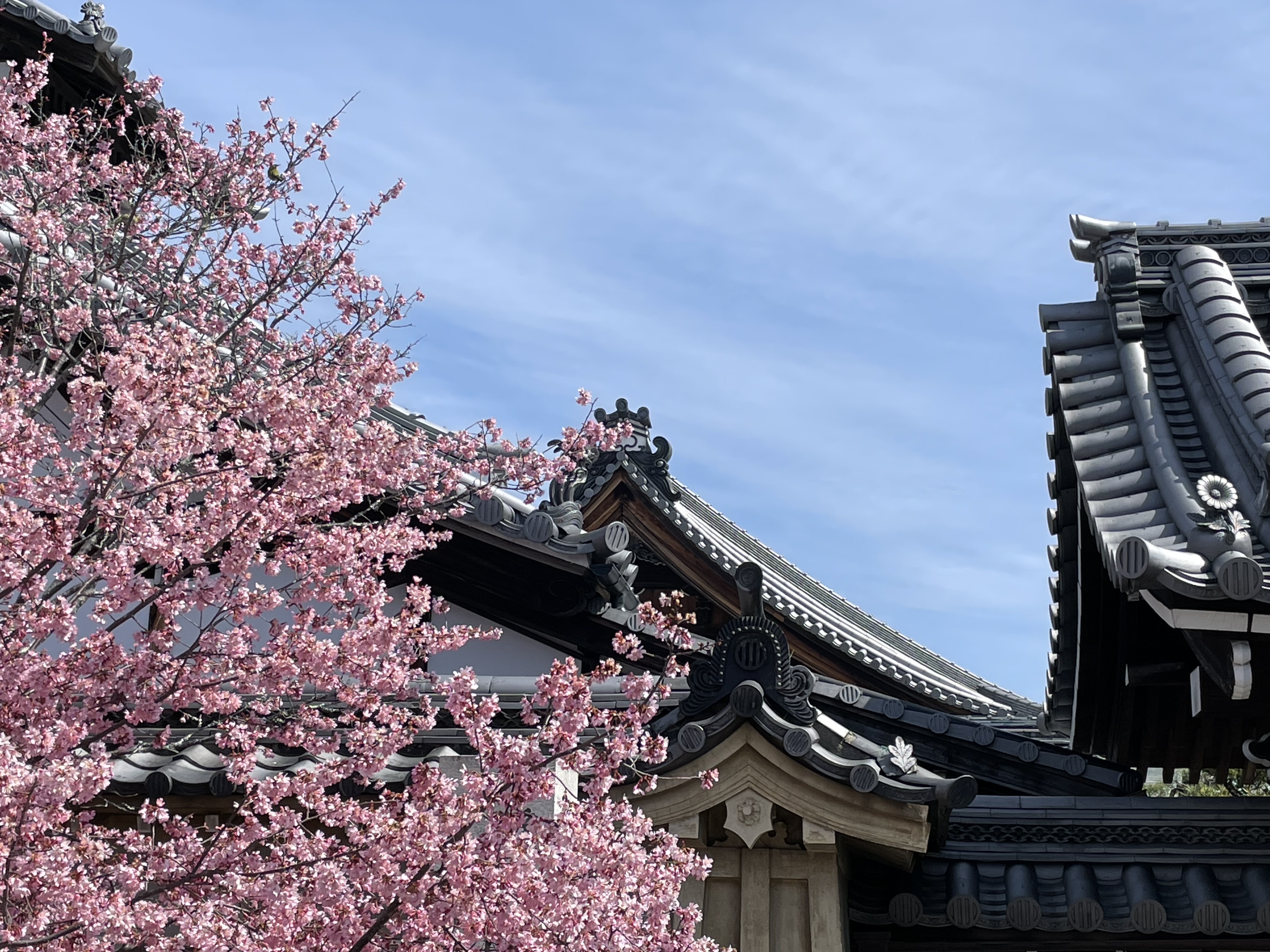 Chotokuji-Tempel mit Pflaumenblüte