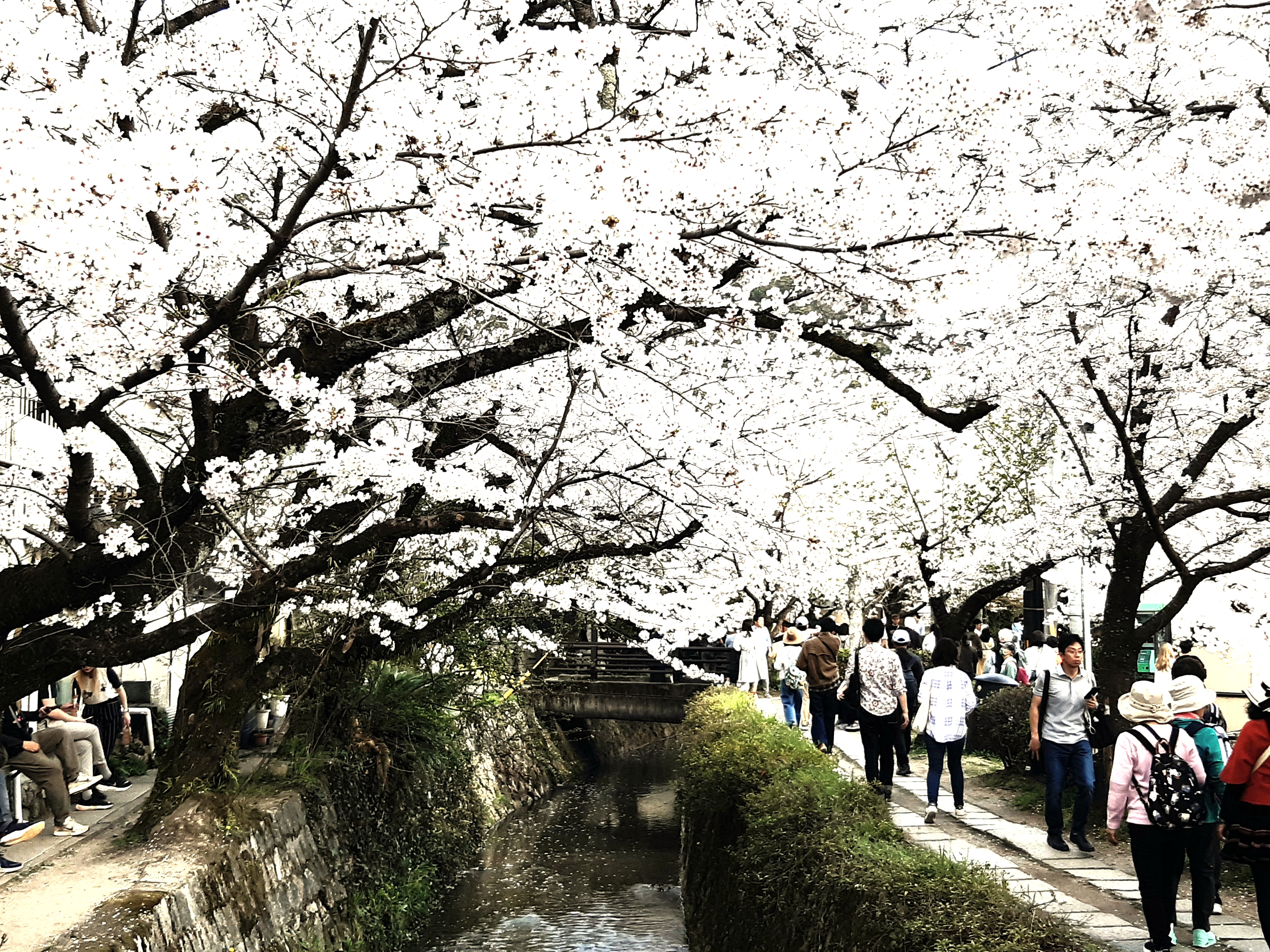 KirschblütenHimmel von der Ginkakuji-Brücke aus