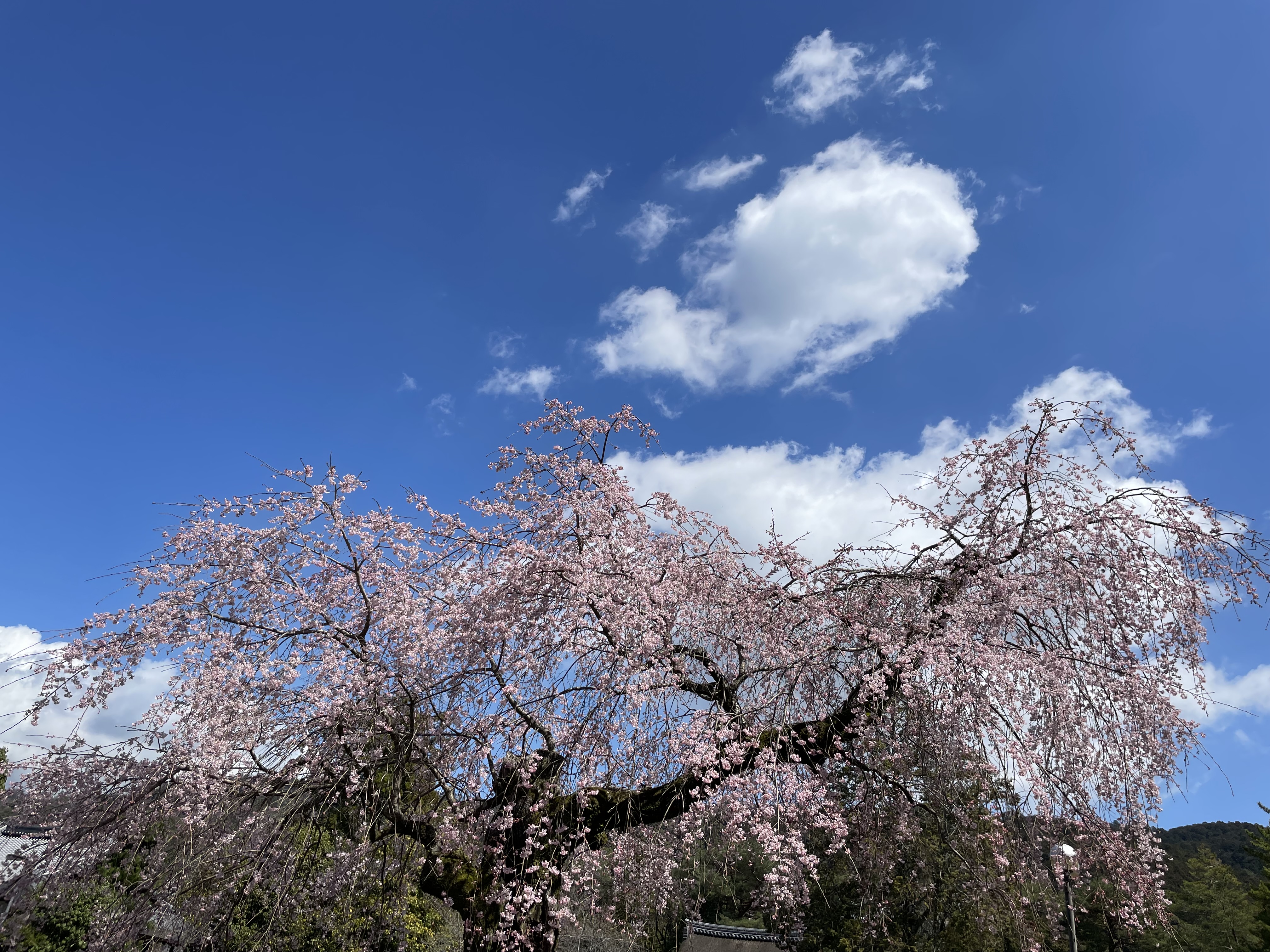 Kirschbaum nahe Nanzenji